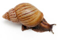 Lissachatina craveni adult